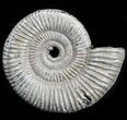 Iridescent Binatishinctes Ammonite Fossil - Russia #34595-1